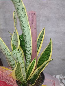 Planta Espada de Santa Barbara