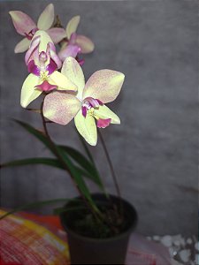 Spathoglottis mesclado