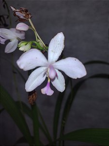 Spathoglottis rosa claro