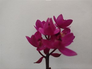 Kit com 4 Unidades de Spathoglottis Uva - Orquídeas Exóticas para Sua Casa