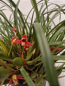 Orquídea Maxillaria Tenuifolia - A Encanto do Cheiro de Coco