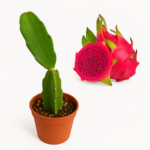 Muda de  Pitaya  - Royal Red Autofértil.