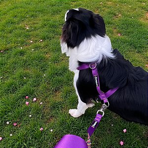 Kit Peitoral H Antipuxão com Guia | Atacado | Porte M | Cores Lisas