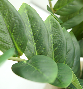 Planta Zamioculca 83cm