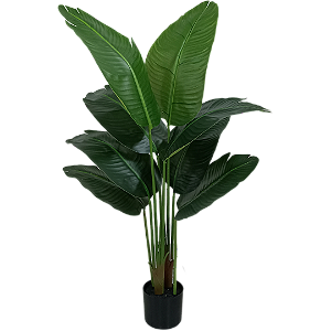 Planta Bananeira 120cm