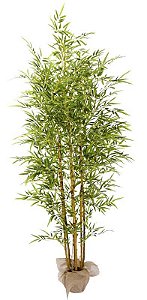 Planta Bamboo 190cm