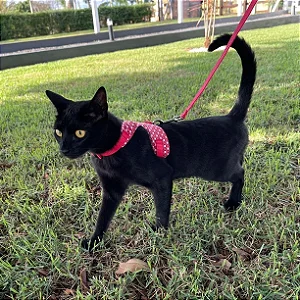 Peitoral Cat Zoe para gatos com guia para passeio