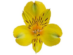 ALSTROEMERIA CARIBBEAN 080 CM