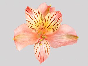 ALSTROEMERIA MOTION 080 CM LARANJA