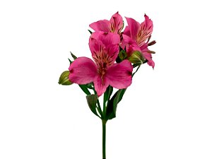 ALSTROEMERIA NAPOLI 080 CM