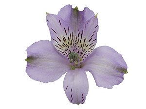 ALSTROEMERIA PLATINA 080 CM