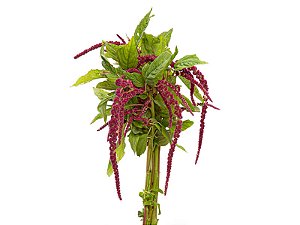 AMARANTHUS DOBRADO 060 CM PINK
