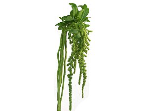 AMARANTHUS DOBRADO 060 CM VERDE