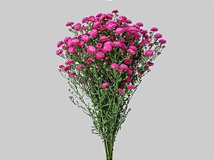 ASTER MARIANA 040 CM PINK