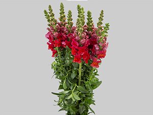 BOCA DE LEAO 070 CM VERMELHO