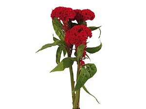 CELOSIA CARMINE CHIEF 060 CM VINHO