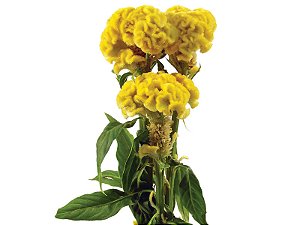 CELOSIA GOLD CHIEF 060 CM AMARELO