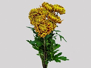 ANASTASIA DARK FUEGO 080 CM