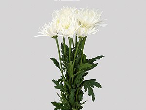 ANASTASIA HERRERA 080 CM BRANCO