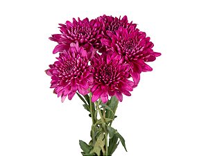 ANASTASIA LOTSO 070 CM