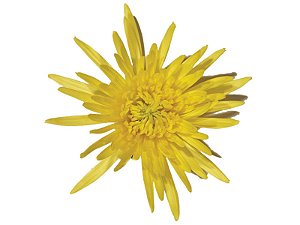 ANASTASIA SUNNY 080 CM AMARELO