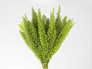 FOLHAGEM ASPARGO REAL