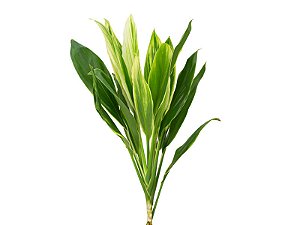 FOLHAGEM DRACENA ALBA