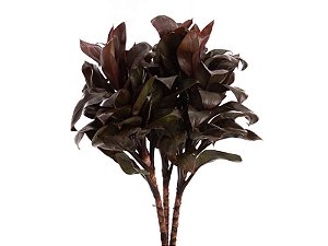 FOLHAGEM DRACENA BABY CHOCOLATE