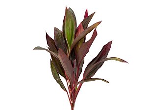FOLHAGEM DRACENA BABY PINK