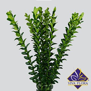 FOLHAGEM EUONYMUS 050 CM