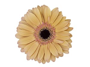 GERBERA ALLIANCE > 10 CM DIAM < 050 CM LARANJA