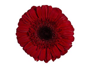 GERBERA CHIANTI < 050 CM > 10 CM DIAM