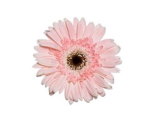 GERBERA DIABLO < 050 CM > 10 CM DIAM