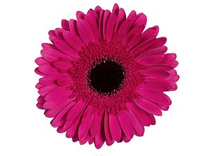 GERBERA DREAMLINE > 10 CM DIAM < 050 CM PINK