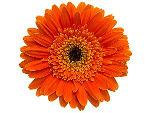 GERBERA DUNE >10 CM DIAM <050 CM LARANJA
