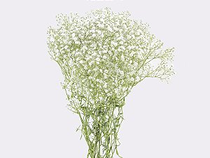 GYPSOPHILA DYNAMIC LOVE 070 CM MIN 250 GRAMAS