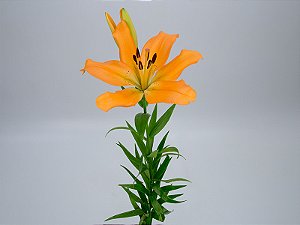 LIRIO HONESTY 080 CM HT 2/4 FLS