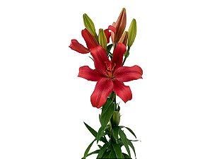 LIRIO LA POKERFACE 080 CM HT 2/3 FLS VERMELHO