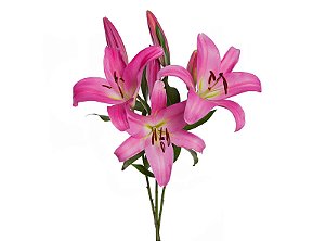 LIRIO MALDANO 080 CM HT 2/3 FLS ROSA