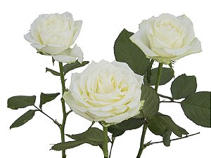 ROSA AVALANCHE 060 CM ESTUFA