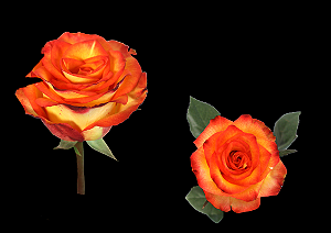 ROSA HIGH MAGIC 050 CM BICOLOR ESTUFA