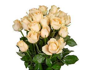 ROSA PEACH AVALANCHE 050 CM ESTUFA