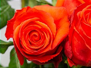 ROSA ROCKSTAR 050 CM ESTUFA