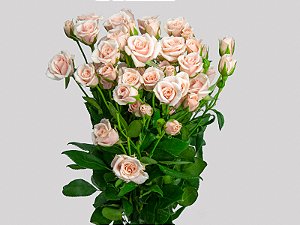 ROSA SPRAY MAJOLIKA 040 CM