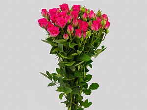 ROSA SPRAY PINK YO-YO 050 CM PINK