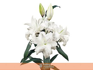 LIRIO ROSELILY ANGELA 060 CM DOBRADO HT 3/5 FLS BRANCO