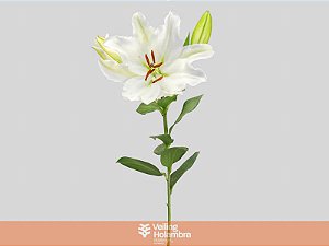 LIRIO ORIENTAL SISTO 080 CM HT MIN 3 FLS BRANCO