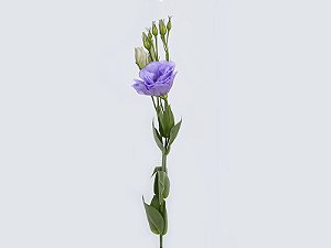 LISIANTHUS 070 CM MIN 500 GRAMAS LILAS