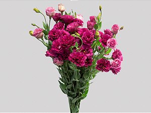 LISIANTHUS ARENA III RED 070 CM MIN 500 GRAMAS VERMELHO