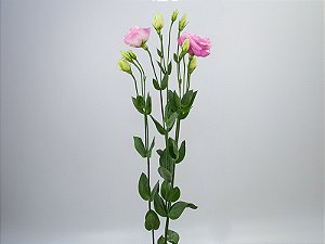 LISIANTHUS ARENA PINK 070 CM MIN 500 GRAMAS ROSA